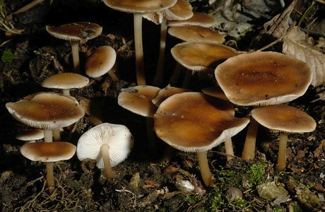 Gemeiner Waldfreundrübling (Gymnopus dryophilus) - © Heinz  Prelicz